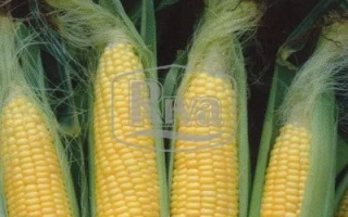 Интерактис