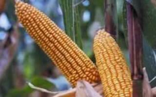 Золотистые початки кукурузы на фоне зелёных листьев - Исбери КС