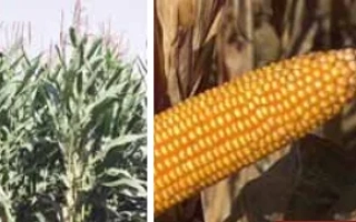 Кукуруза на фоне поля - Йоги КС