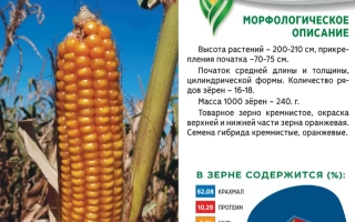 Bag of corn seeds K 150 with variety description and grain composition chart