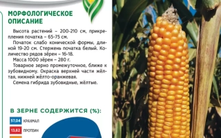Morphological description of corn variety K 170 with ear photo