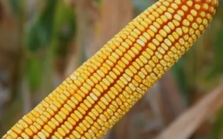 Кукуруза K 2577 A X K 2579 A на фоне поля - К 2577 А Х К 2579 А