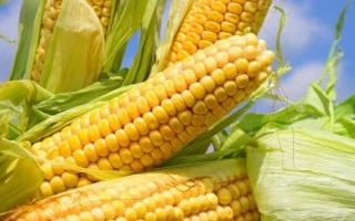 Fresh corn against a blue sky - K 350