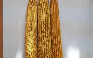 КАБАРДИНСКАЯ 3812