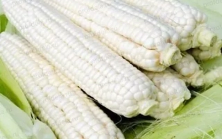 Fresh corn Kabardinskaya belaya zubovidnaya
