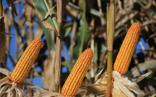 Камариллас