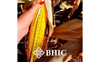 Кицманский 215 СВ