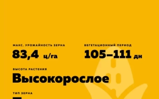 Corn seeds Kinbel 181 SV, yellow package with characteristics