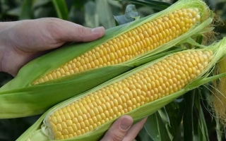 Кишкун 4368 (Лиза)