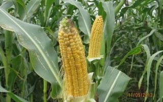 КОЛЛЕКТИВНЫЙ 160 МВ