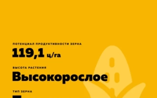 Коренастый СВ