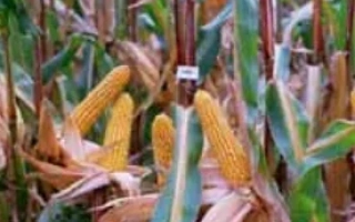 Зрелые початки кукурузы на стеблях в поле - Корнади КС