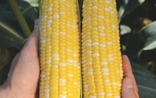 Две початки кукурузы КР 1330-6 МВ в руках на фоне листьев