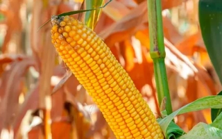 Кранбери КС