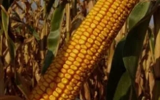 КРАСНОДАРСКИЙ 196 МВ