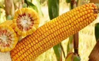 КРАСНОДАРСКИЙ 201 МВ