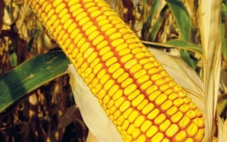 Mature corn Krasnodarsky 210 MV in a field setting