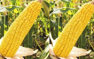 КРАСНОДАРСЬКИЙ 230 АМВ