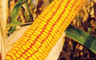 КРАСНОДАРСКИЙ 294 АМВ