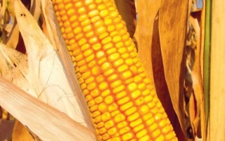 КРАСНОДАРСКИЙ 370 МВ