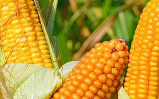 Golden corn cobs against a green background - KRAZNOYARSKY 387 MV