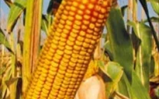 КРАСНОДАРСЬКИЙ 452 АМВ