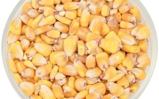 Brown and yellow corn kernels in a transparent container - CUB 430