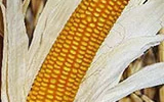 КУБАНСКИЙ 141 МВ