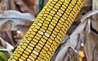 Golden corn cob against dried leaves - KUBANSKY 320 SV