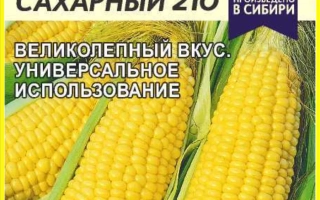 Seed packet of corn Kuban 500 SV with image of cobs