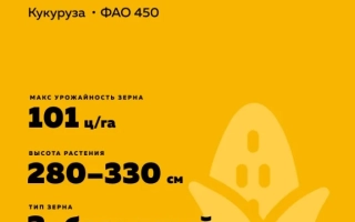 Seed bag of corn Kuban Food 450 MV