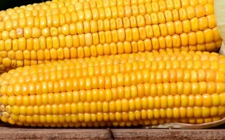 Жовті початки кукурудзи сорту КВ 1 А 139