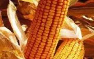 Золотистые початки кукурузы сорта КВ 1 Г 7328 на фоне листьев