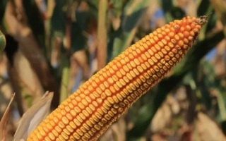 КВС Футтерино