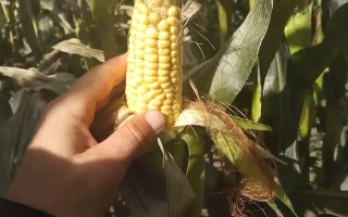 Ручка держит початок кукурузы КВС КАМПИНОС на фоне листьев