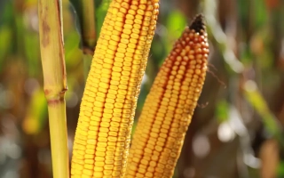 КВС Тиматео