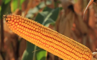 КВС Артурелло