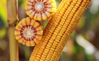 КВС Казимиро