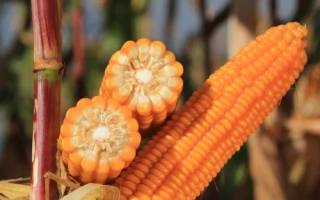 КВС Денерио