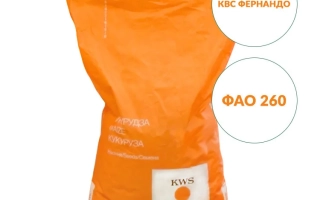 КВС Фортурио