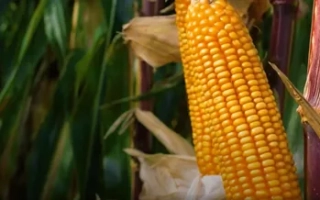 КВС Джайпур