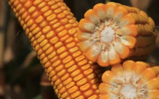 КВС Маркополо