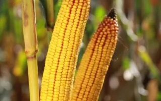 КВС Тимотео