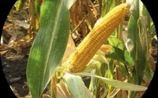 ЛАДОЖСЬКИЙ 175 МВ