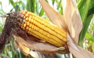 ЛАДОЖСЬКИЙ 185 МВ