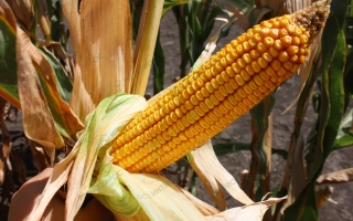 ЛАДОЖСКИЙ 191 МВ