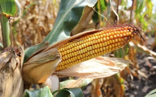 ЛАДОЖСКИЙ 221 АМВ