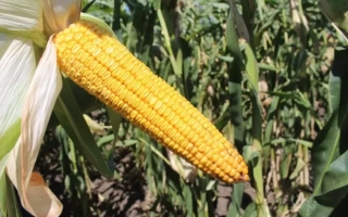 ЛАДОЖСЬКИЙ 222 АМВ