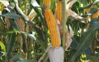 ЛАДОЖСКИЙ 250 МВ