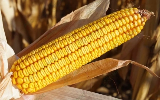 ЛАДОЖСЬКИЙ 277 АМВ